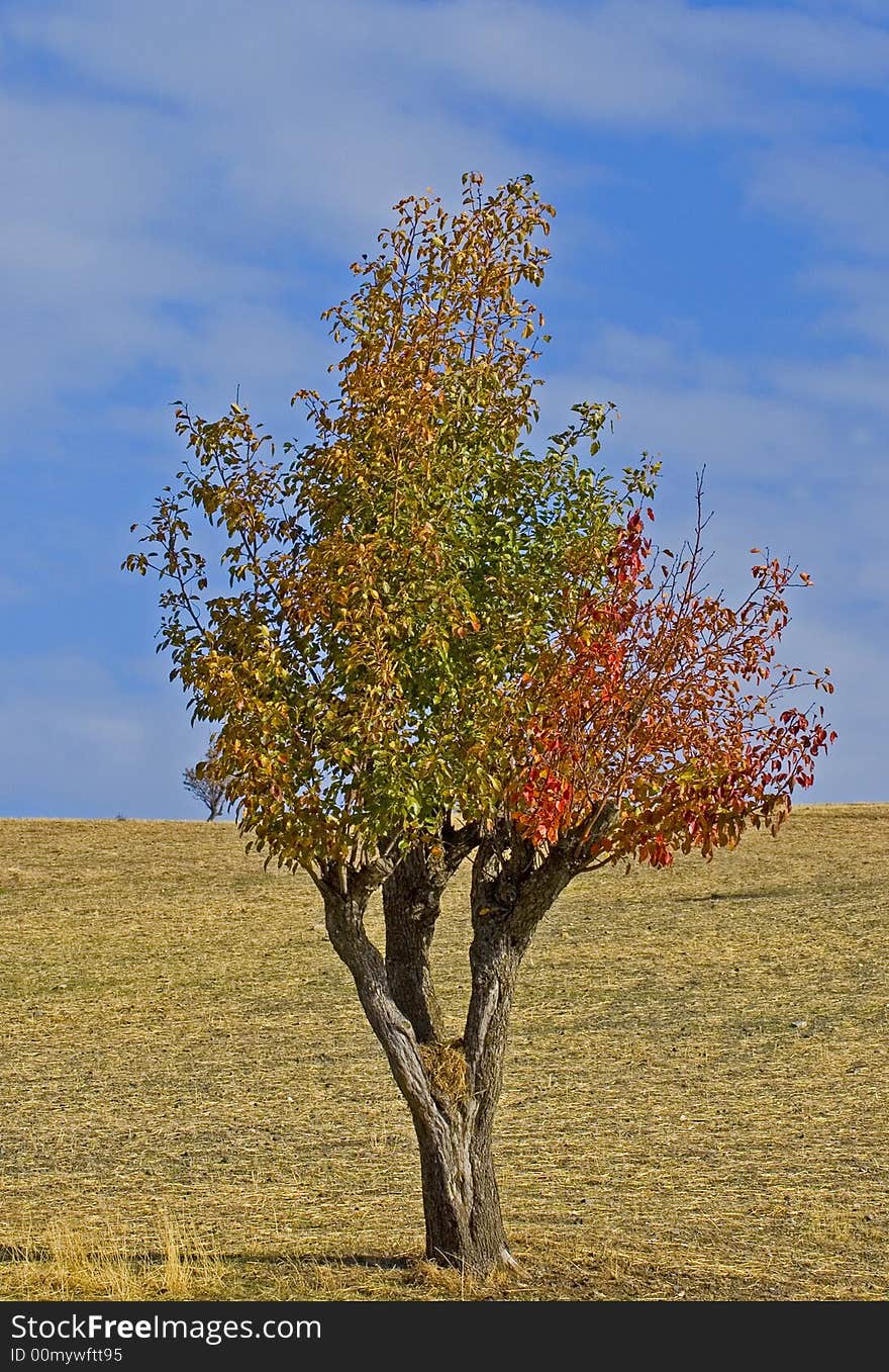 Tree in the field at autumn in central Turkey