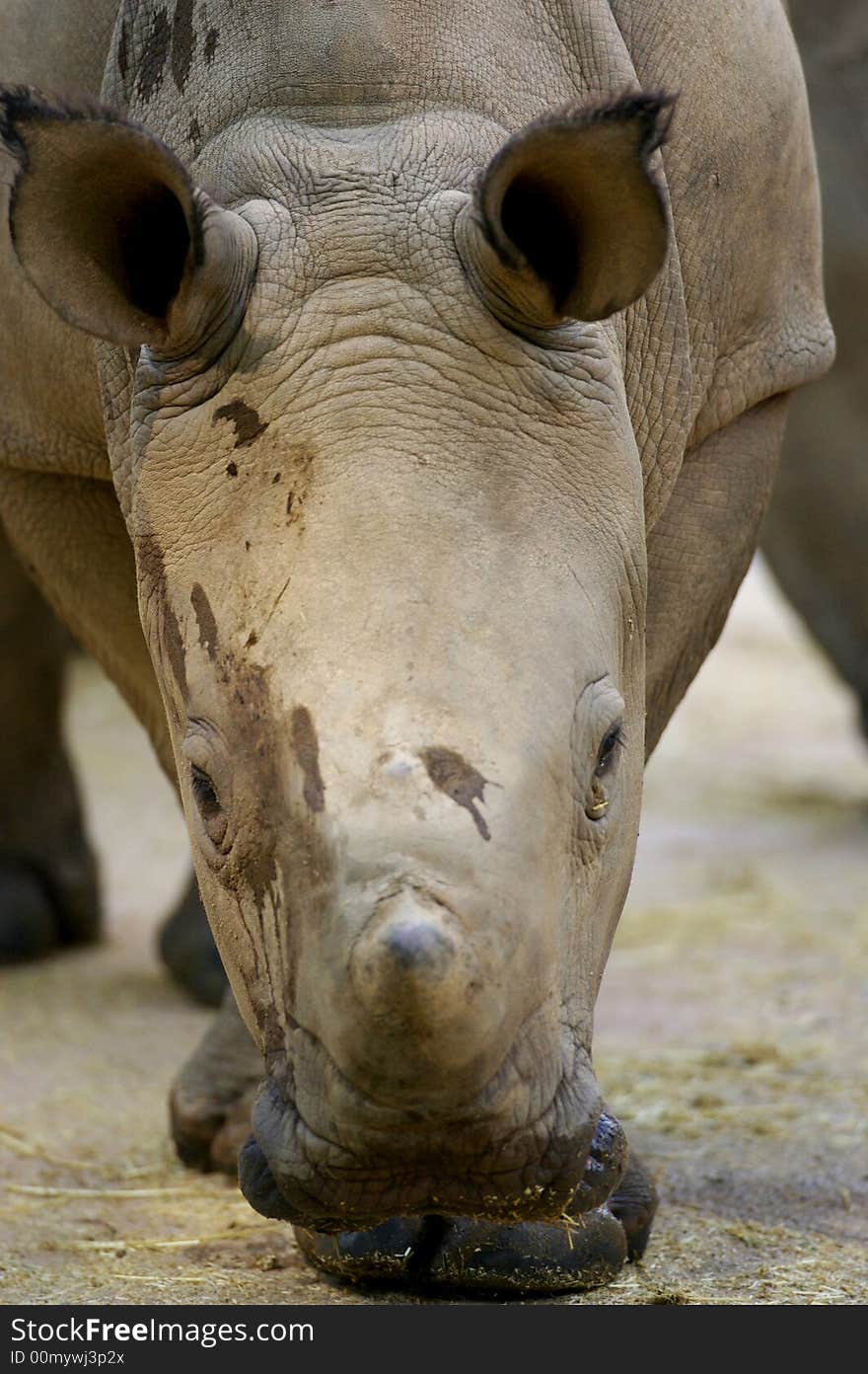 White Rhinoceros