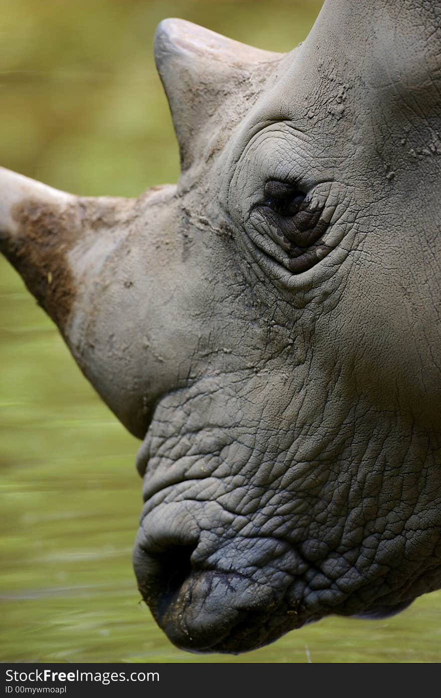 White Rhinoceros