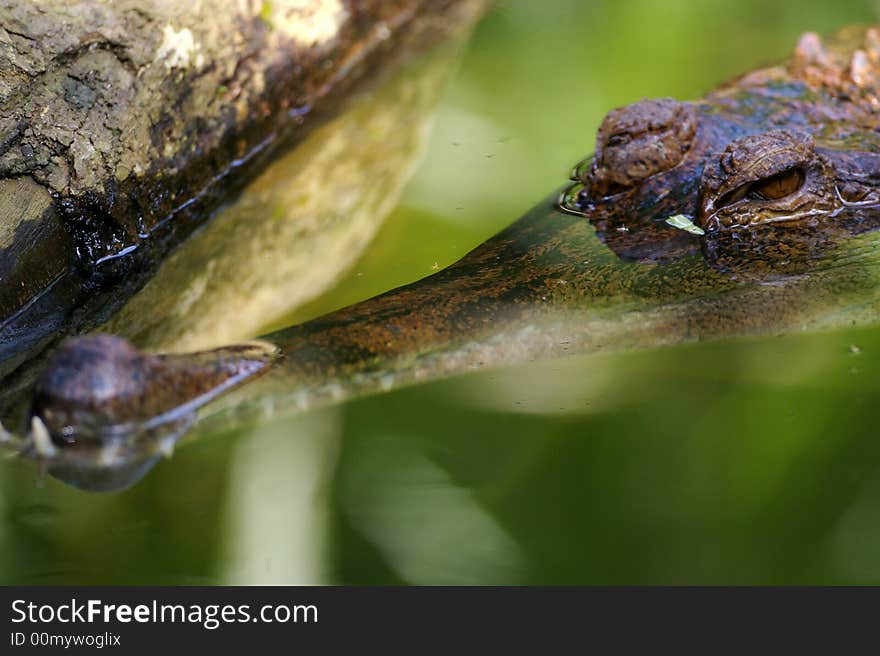 Fresh Water Crocodile