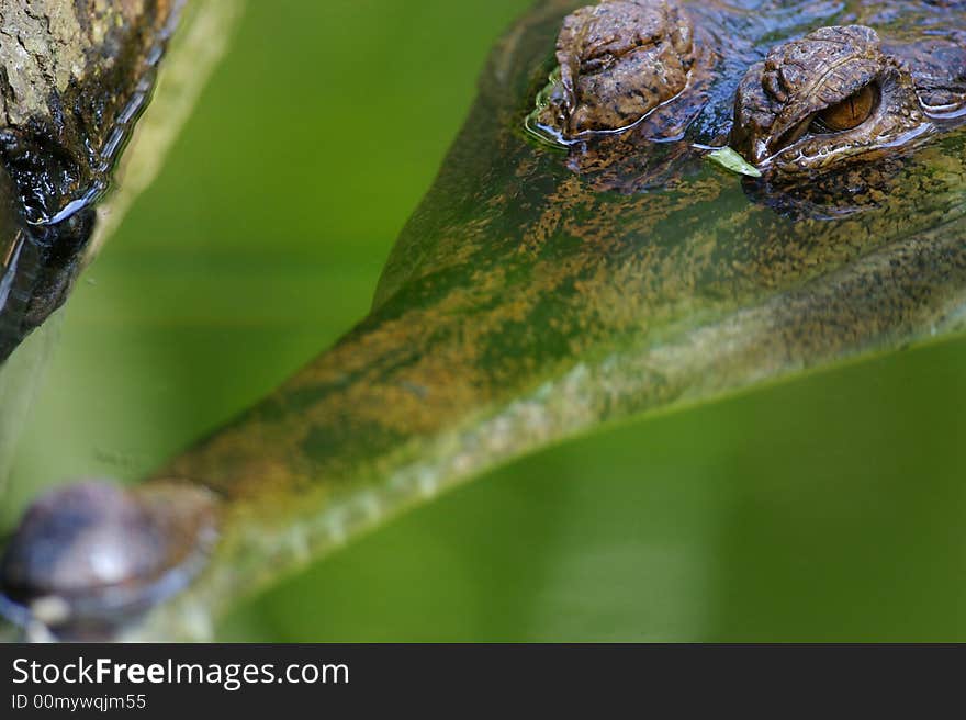 Fresh Water Crocodile