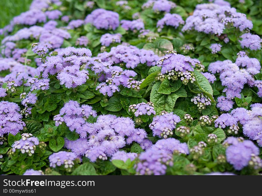 Violet flowers