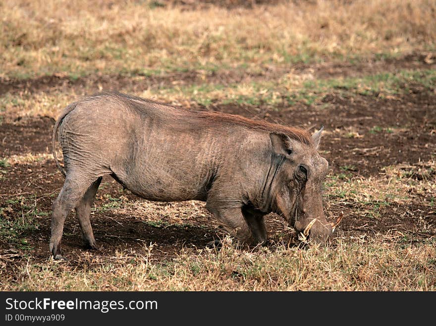 Pig pustular in Nogorongoro Cr