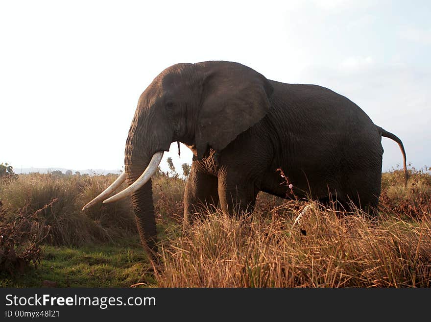 Urinate elephant in grass