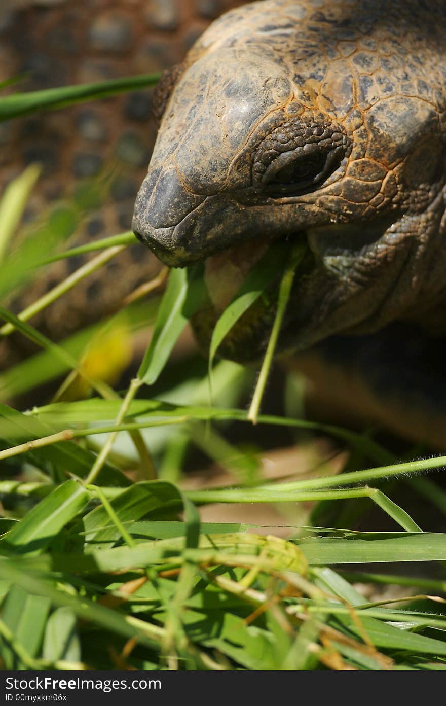 Giant Turtle