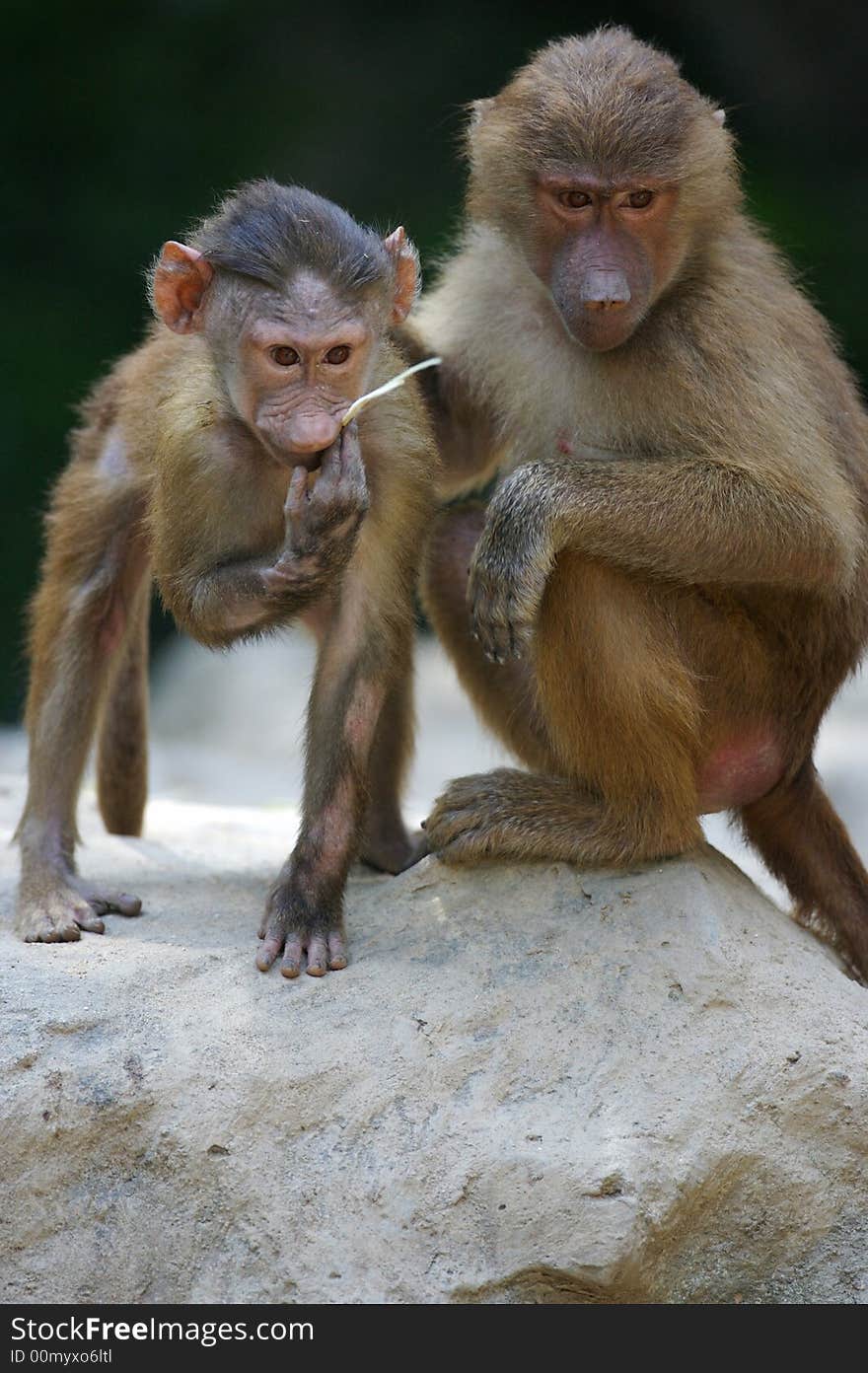 A family of Hamadryas Baboons