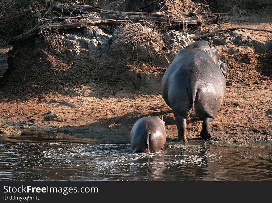 Hippo female with young