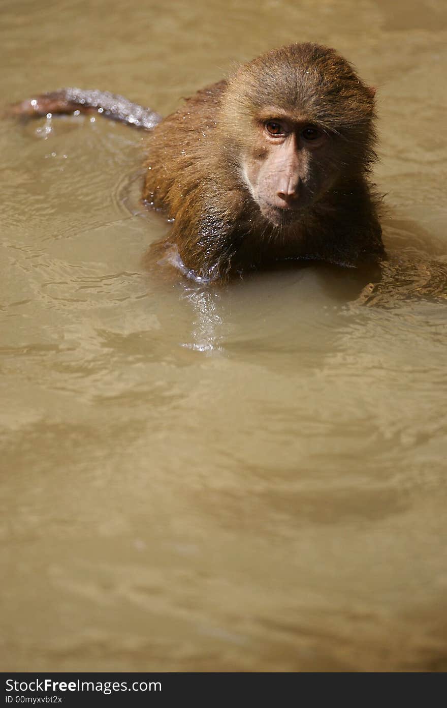 A family of Hamadryas Baboons