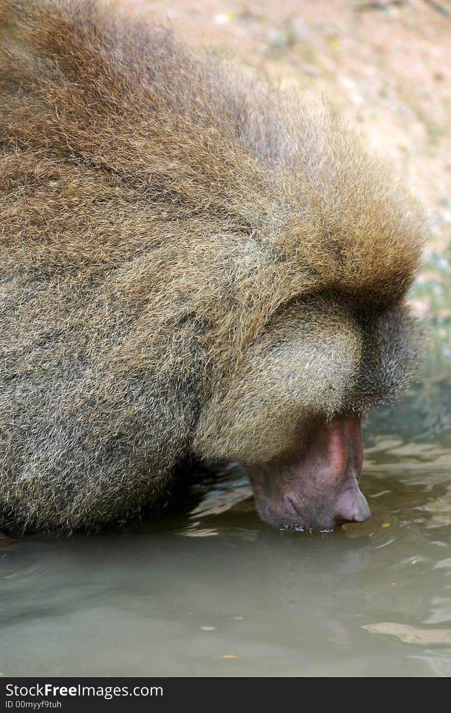 A family of Hamadryas Baboons