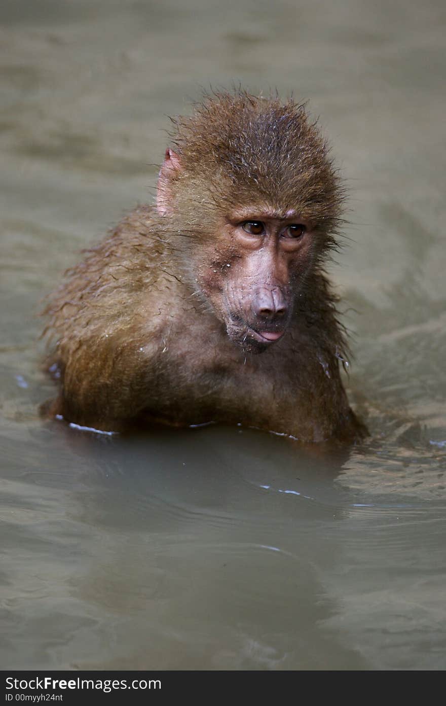 A family of Hamadryas Baboons