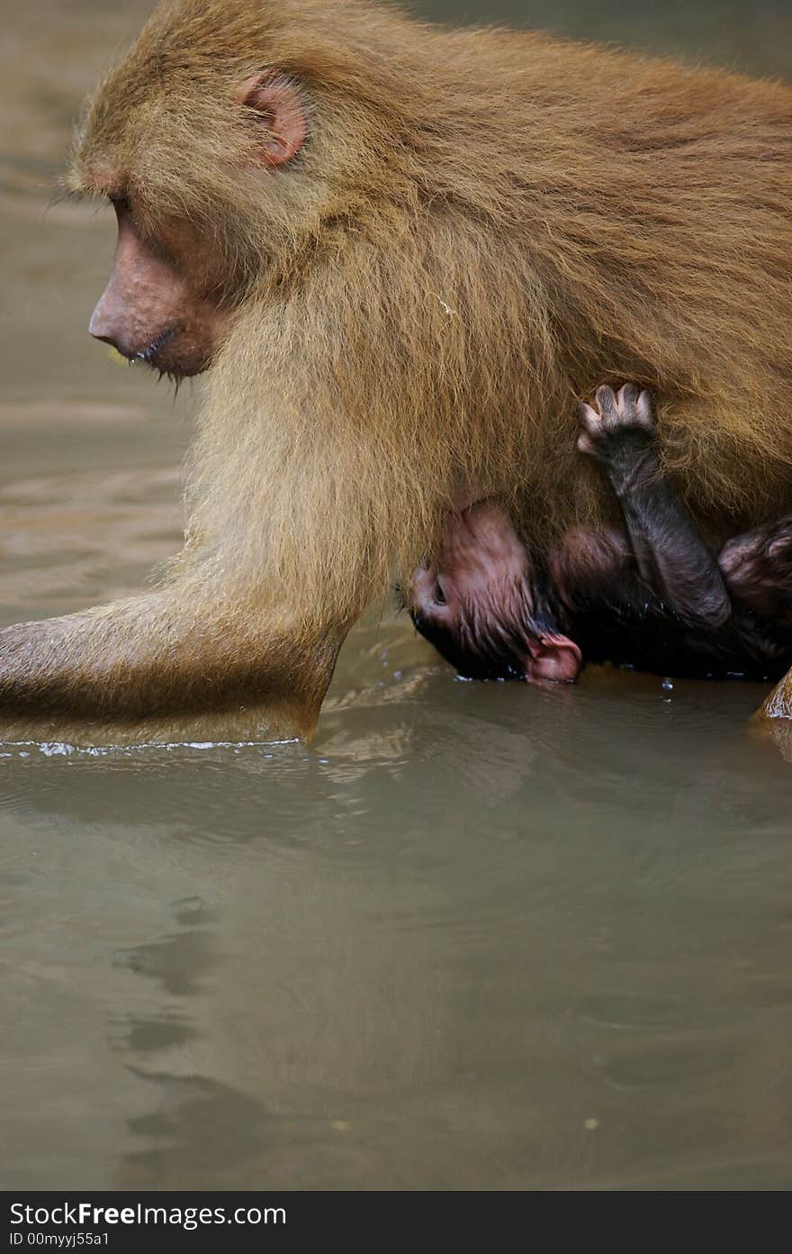 A family of Hamadryas Baboons