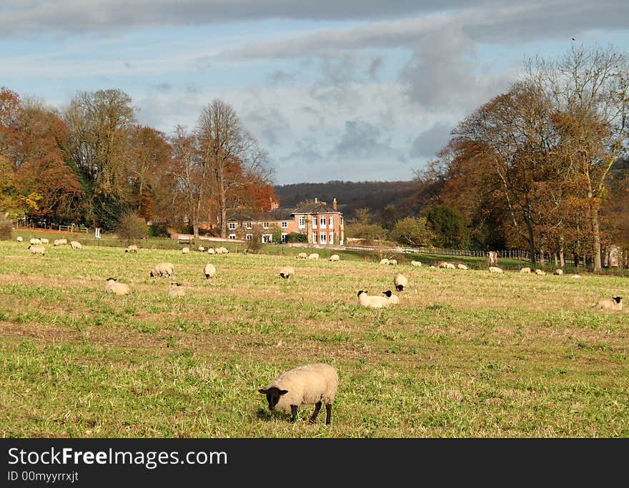 Autumn over an English Country Manor with sheep grazing fields in the foreground and Autumn Trees to the side. Autumn over an English Country Manor with sheep grazing fields in the foreground and Autumn Trees to the side