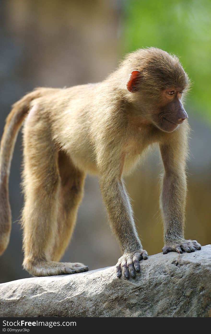 A family of Hamadryas Baboons