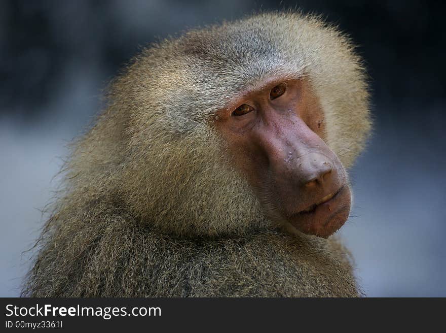 A family of Hamadryas Baboons