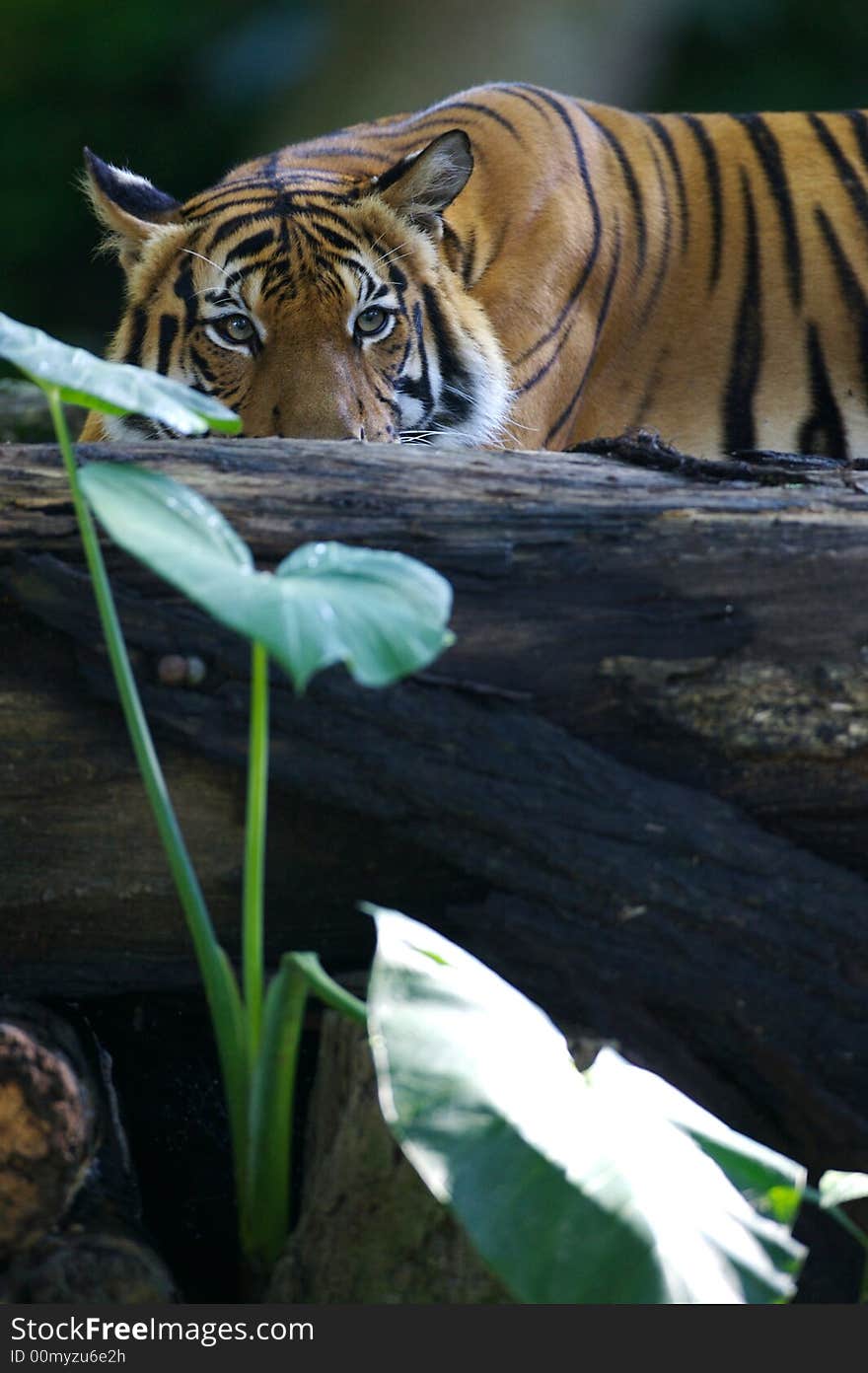 Malaysian Tiger