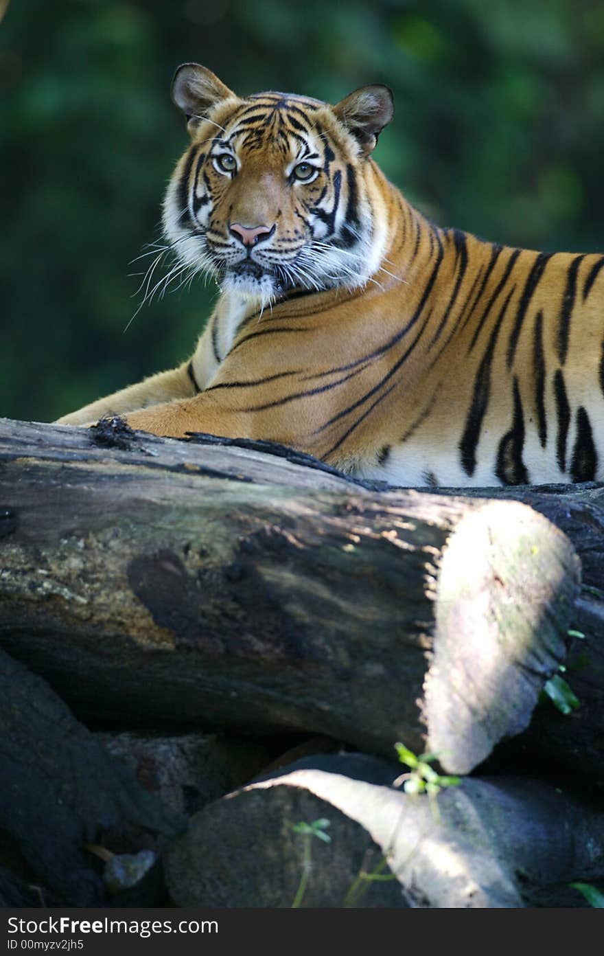 Malaysian Tiger