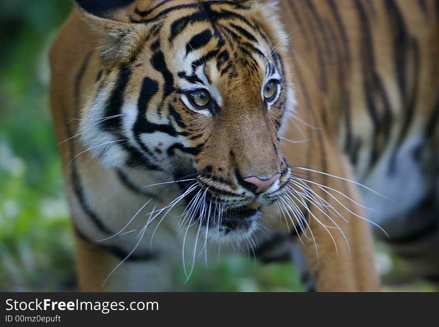 Malaysian Tiger