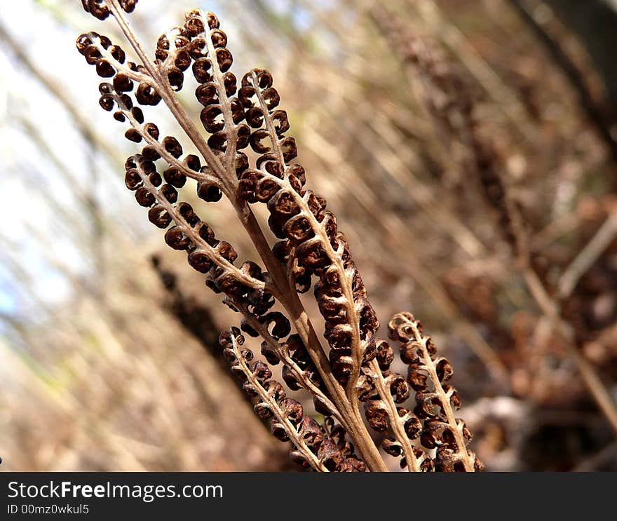 Macro detail of autumn foliage weeds. Macro detail of autumn foliage weeds