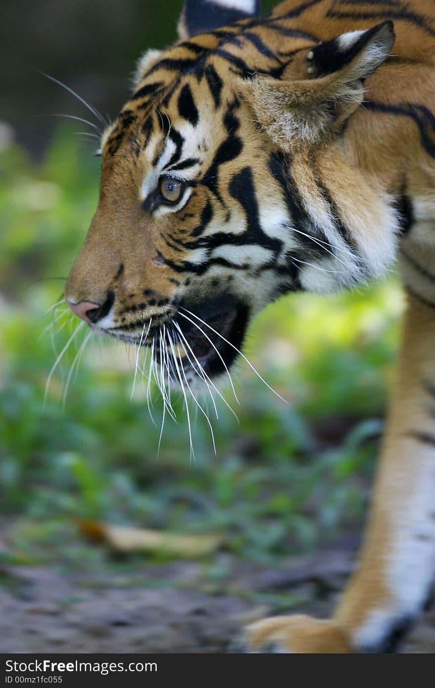 Malaysian Tiger