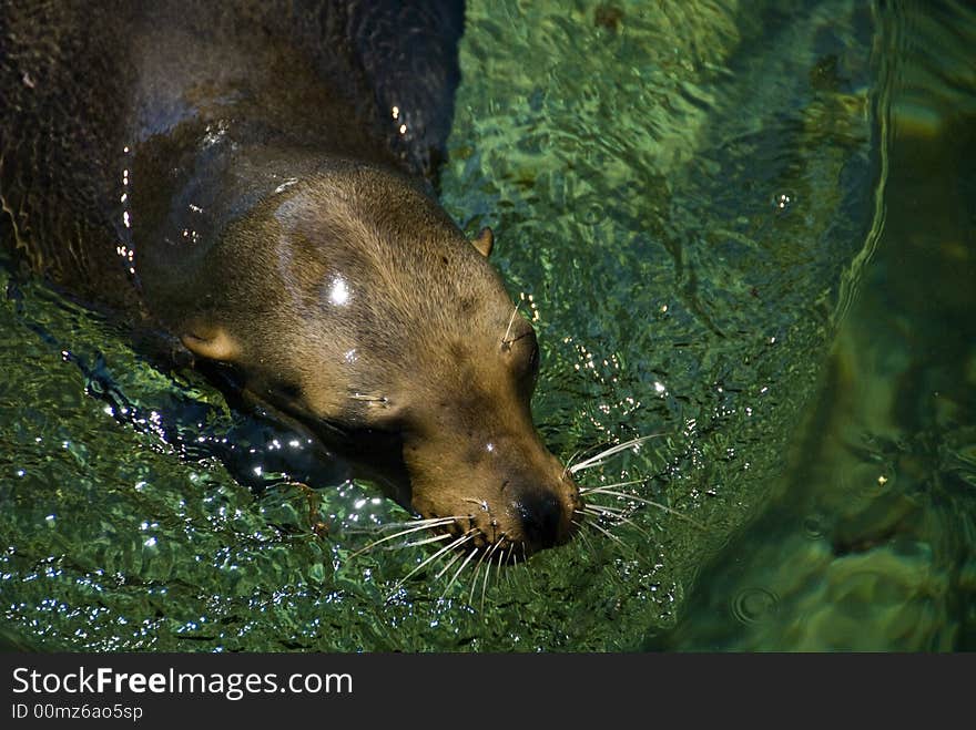 Tropical sea lion seal swimming in mexico