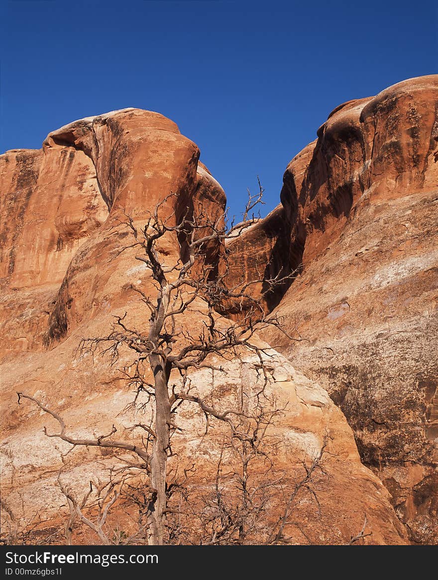 A dead tree with a backdrop of eroded sandstone. A dead tree with a backdrop of eroded sandstone