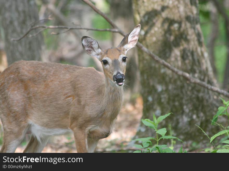 Female Deer Looking at Photographer