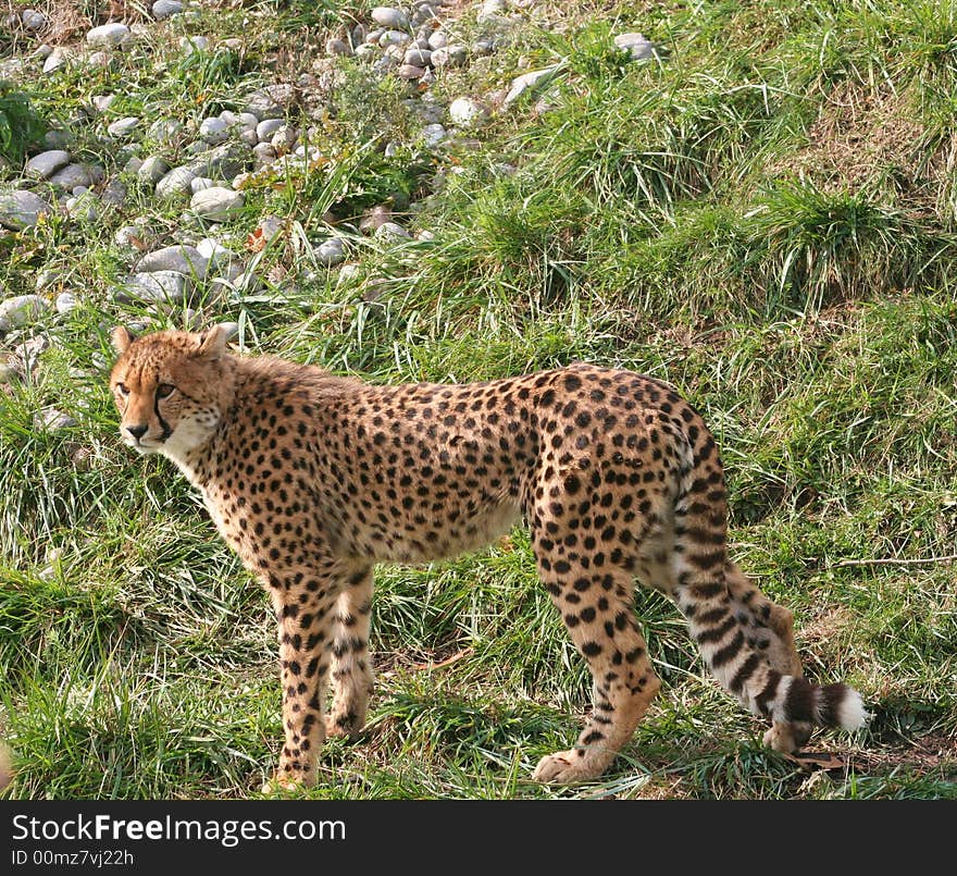 A Cheetah looking off into the distance