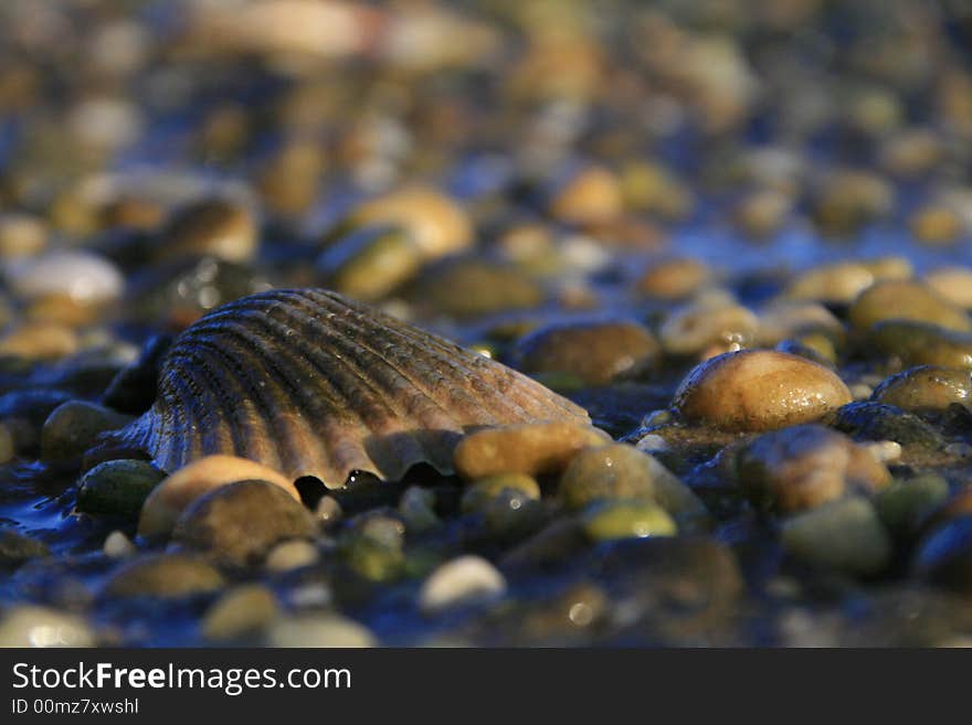 Macro image of seashell on wet stones and sand. Macro image of seashell on wet stones and sand