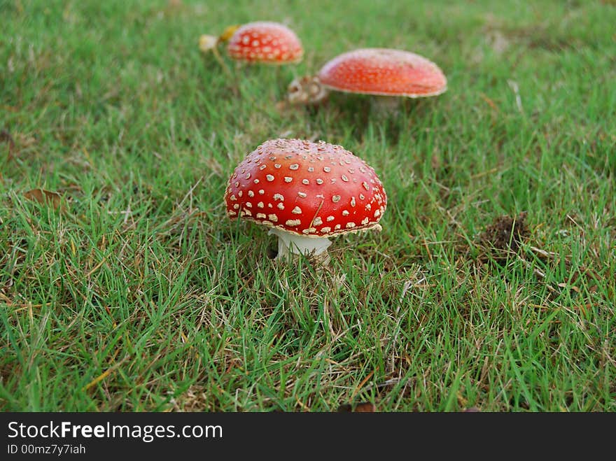 3 fly agaric Mushrooms