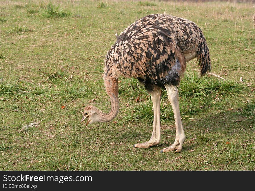 A baby ostrich pecking in the grass