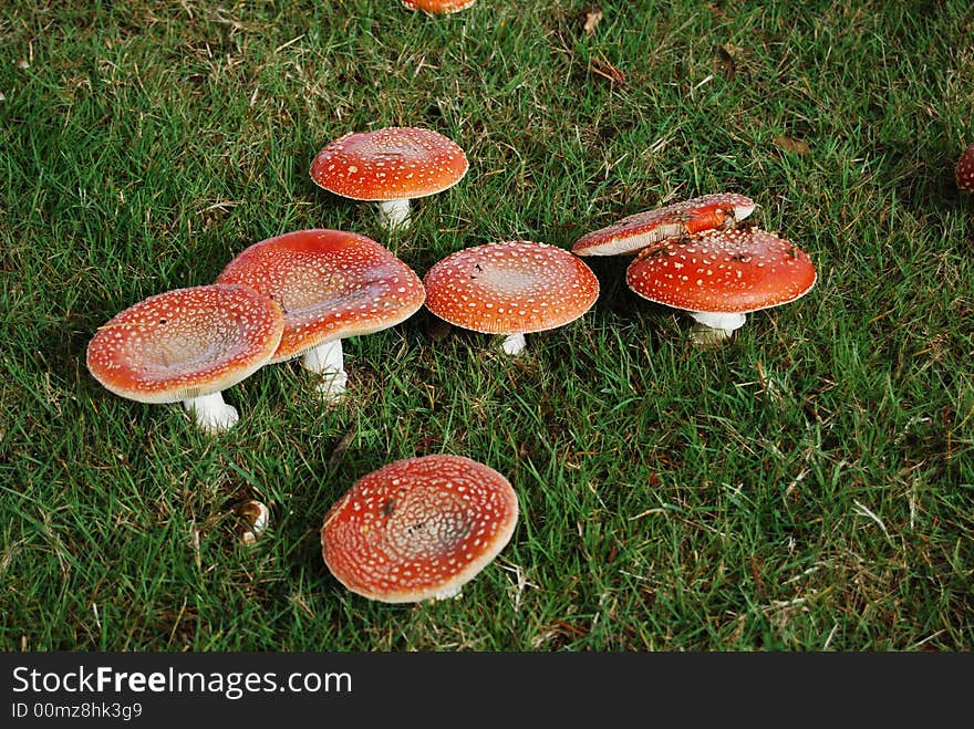 Red toadstool, it is a large imposing white-gilled, white-spotted, usually deep red mushroom,. Red toadstool, it is a large imposing white-gilled, white-spotted, usually deep red mushroom,