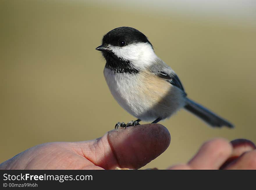 A black tit in my hand. A black tit in my hand