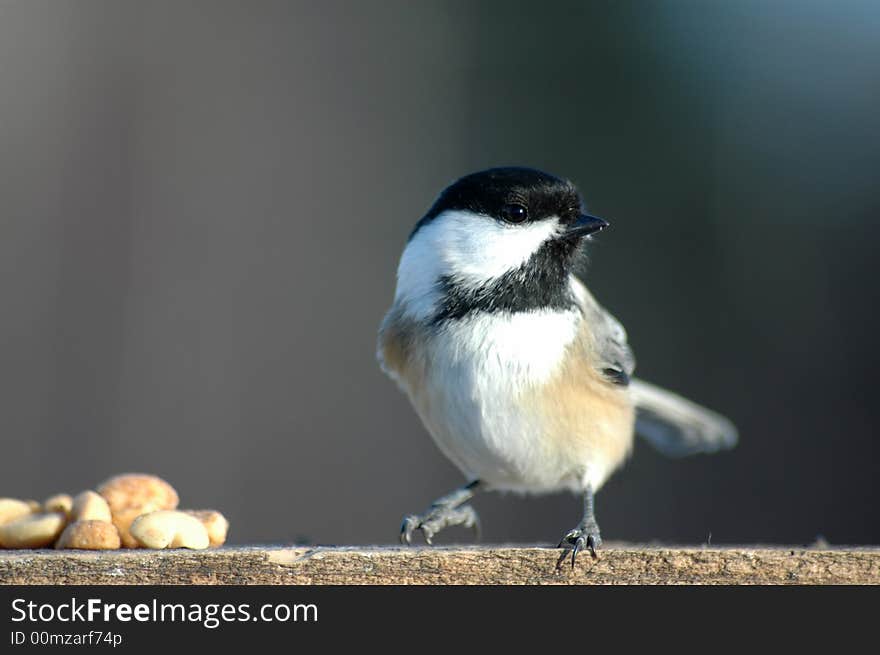 Beatiful tit on a summer day on a wood eating peanut