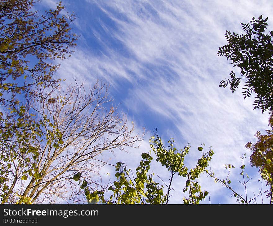 Cirrus sky veiled by trees