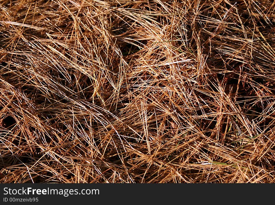 Background of pine needles taken in the fall. Background of pine needles taken in the fall.