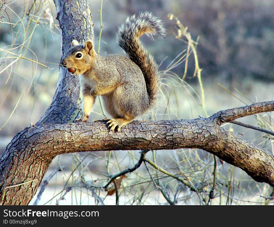 Squirrel