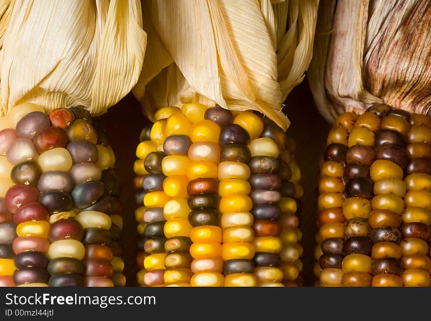 Multi-colored Indian corn background, autumn or fall decoration items