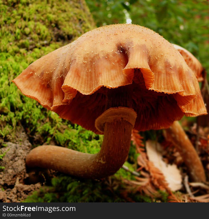 Wild Mushroom