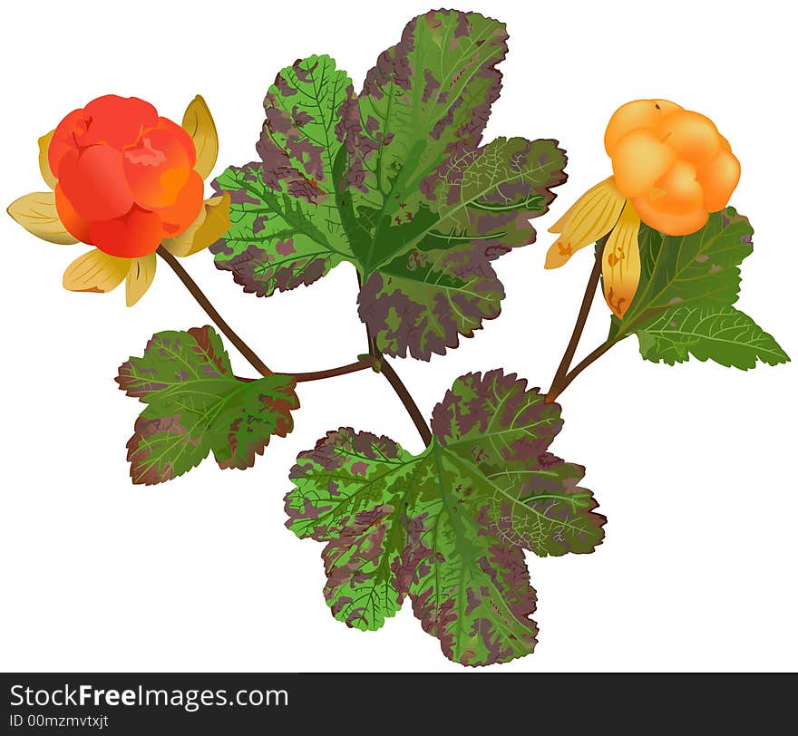 The drawing of cloudberry. Rubus chamaemorus (lat.)