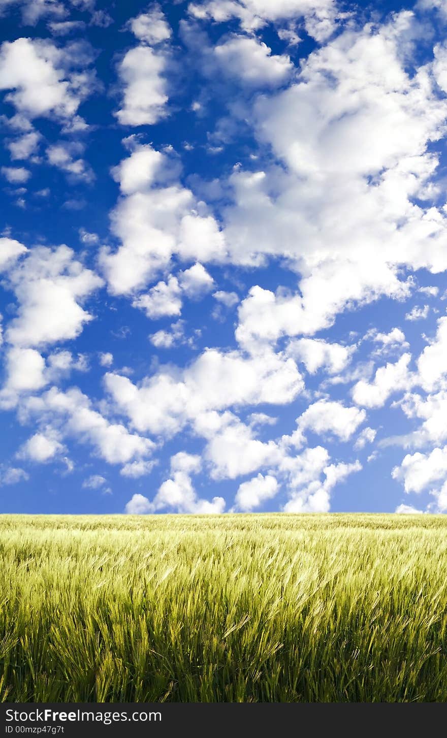 Barley field