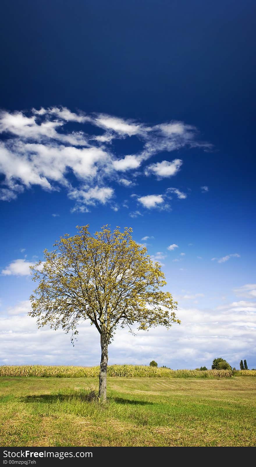 Walnut tree in the field