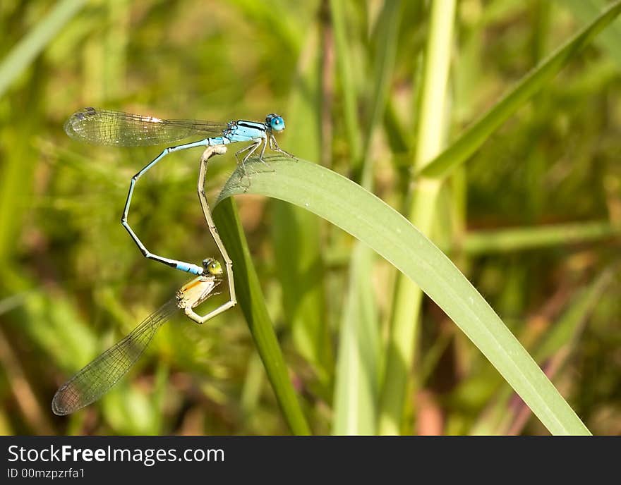 Mating Damselflies