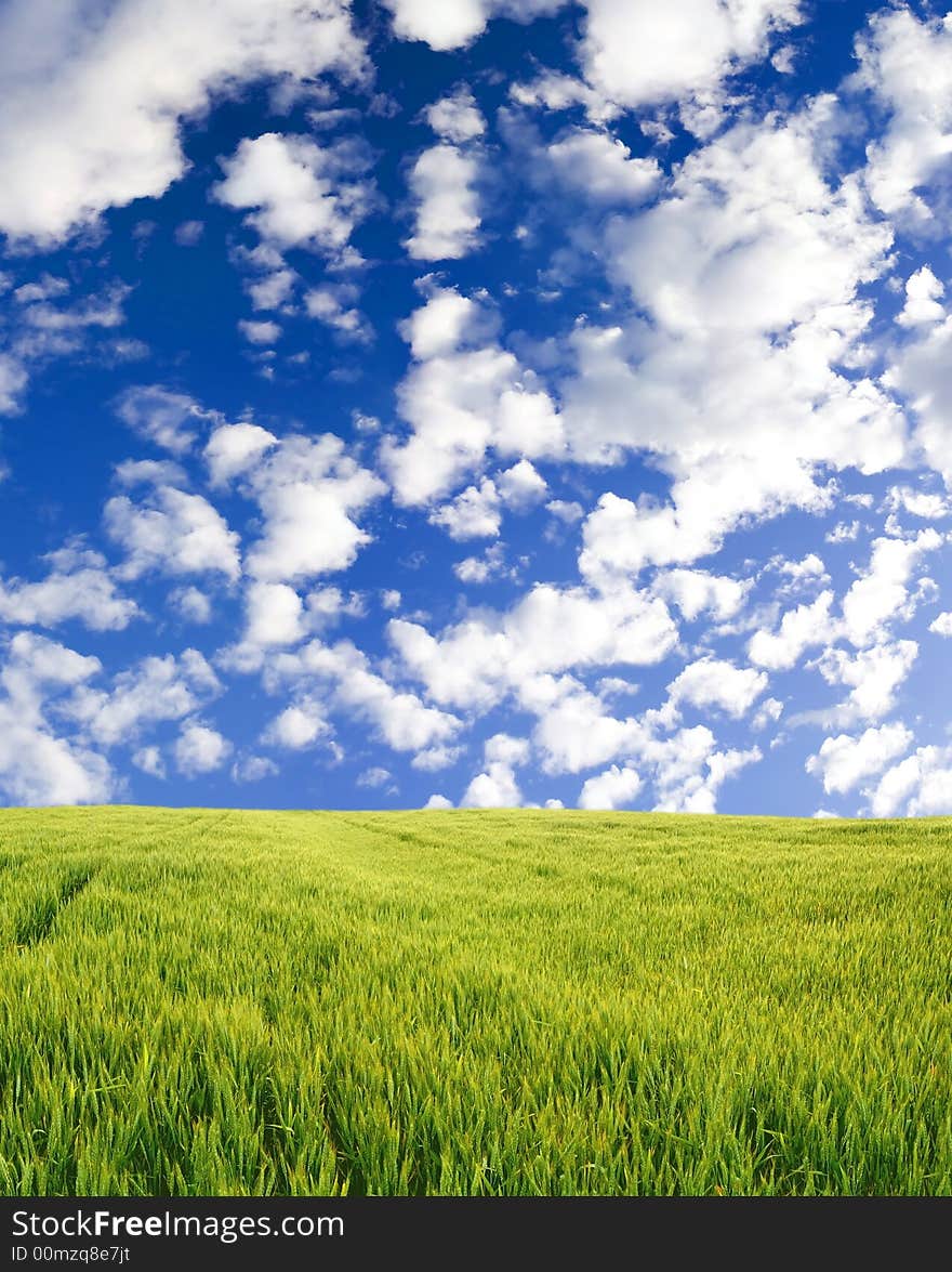 Beautiful wheat field