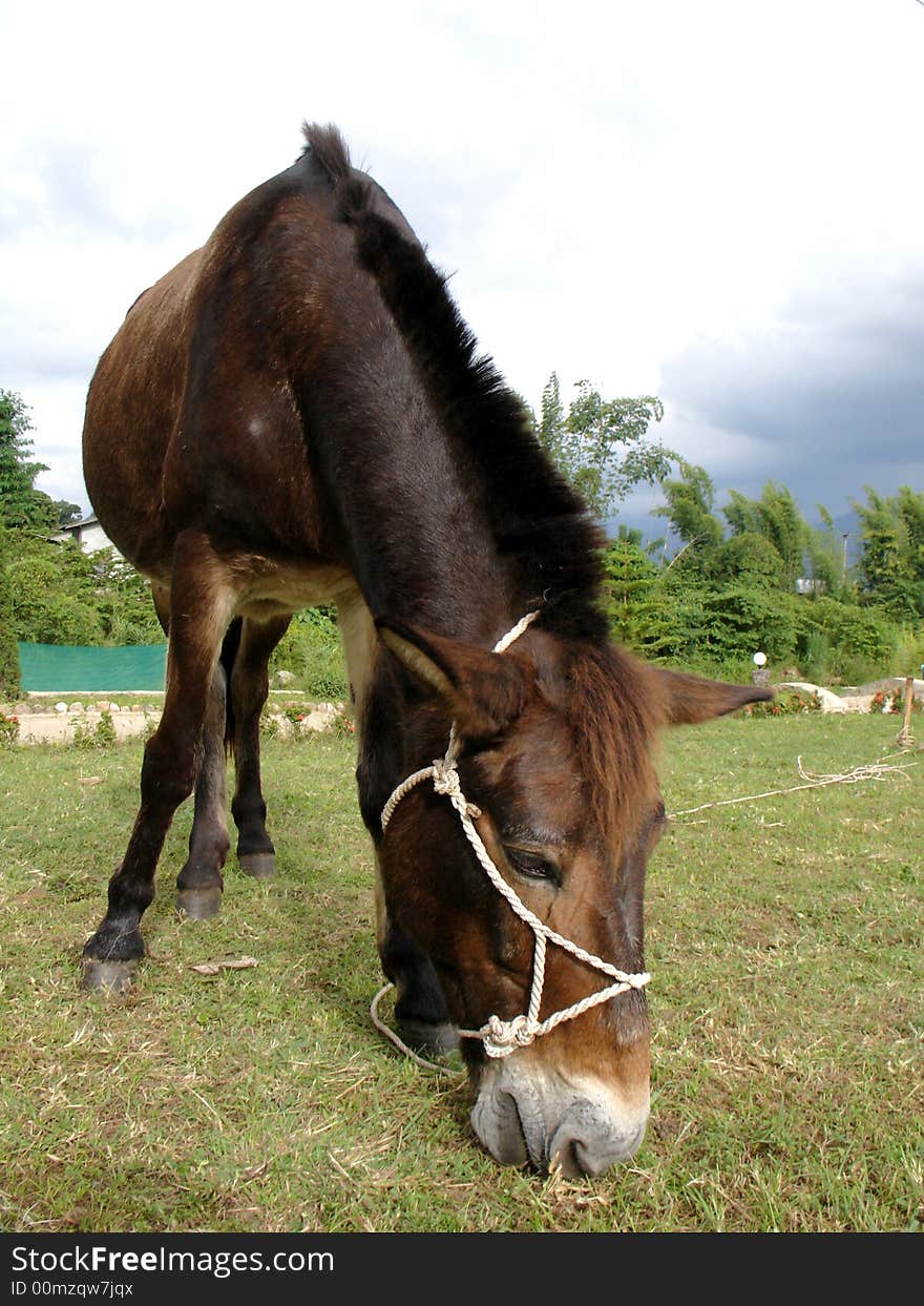 Horse eating grass around village.