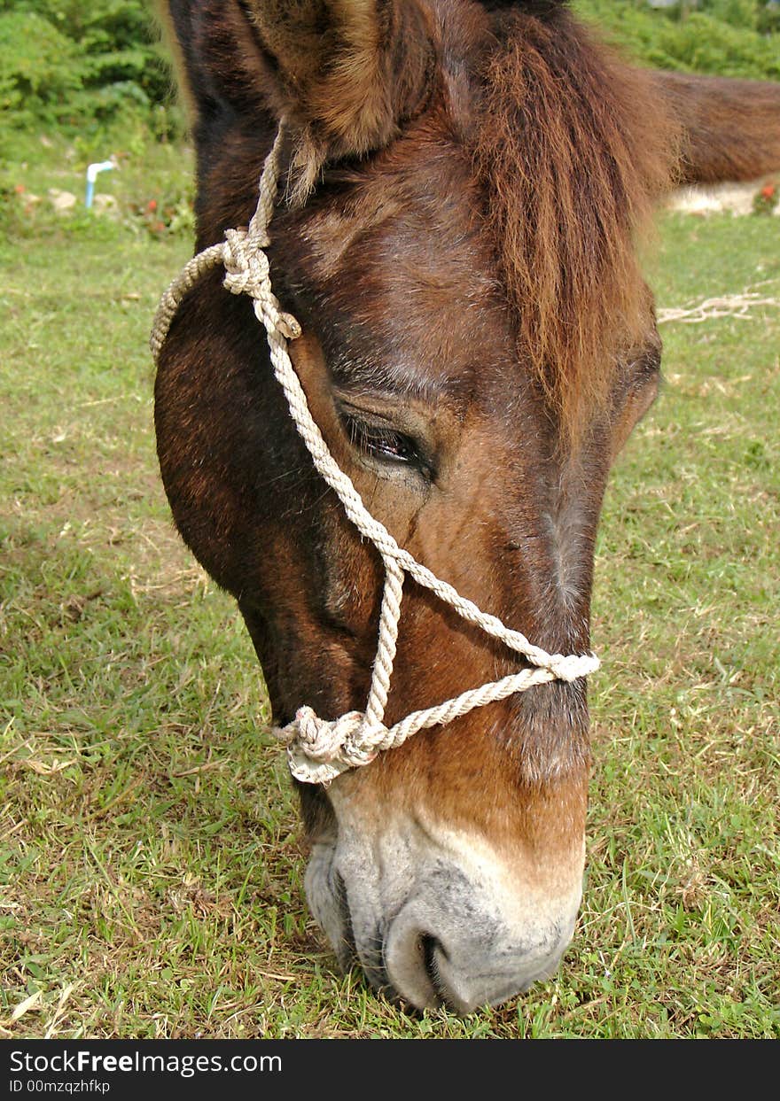 Close up of horse face.