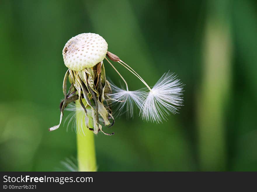 Taraxacum Dandelion 2