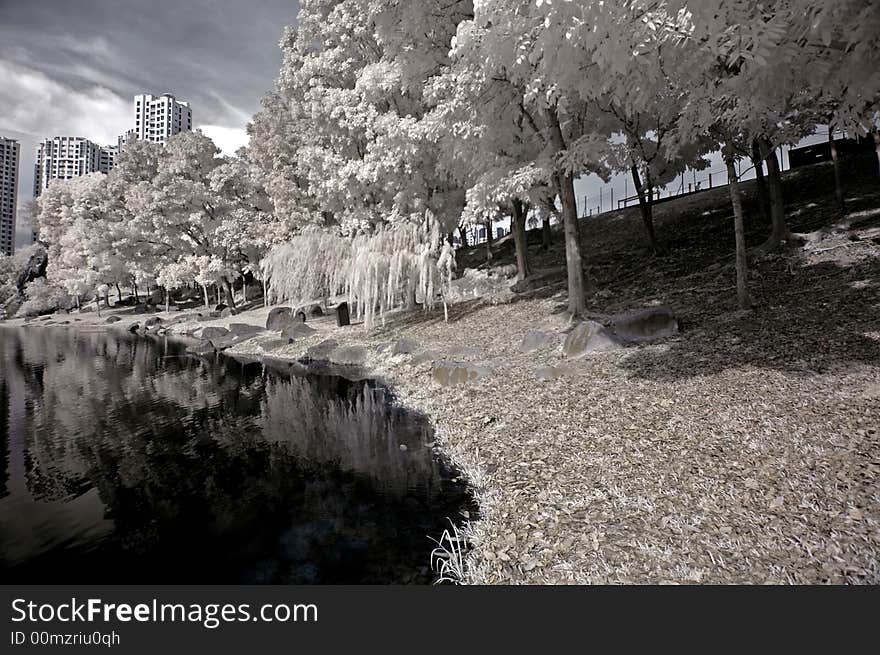 Infrared Photo- Tree,rock,