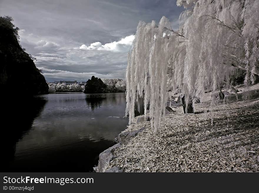 Infrared photo- tree, rock