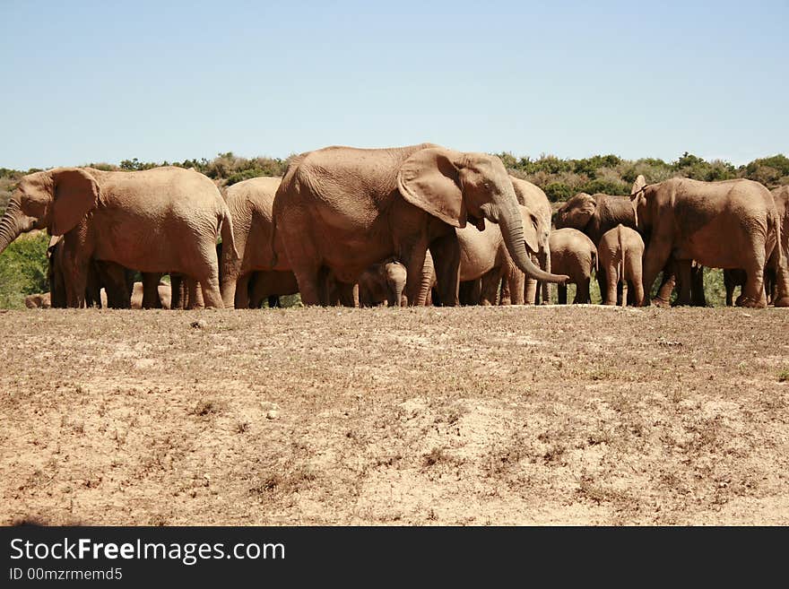 A herd of african elephants gather at a watering hole on a hot day