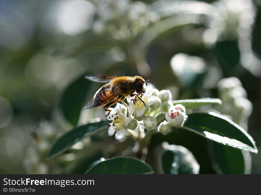 Busy bee and chrysanthemum 6